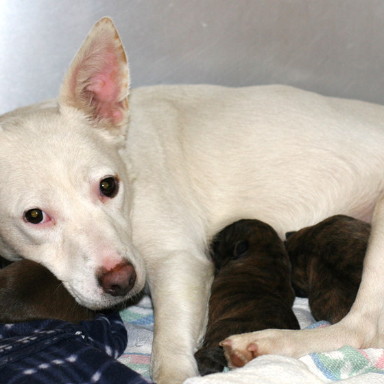 Dog with Puppies