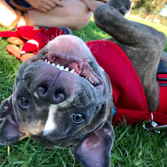 Happy Pitbull