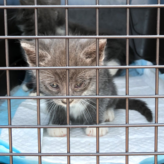 Kitten in Cage