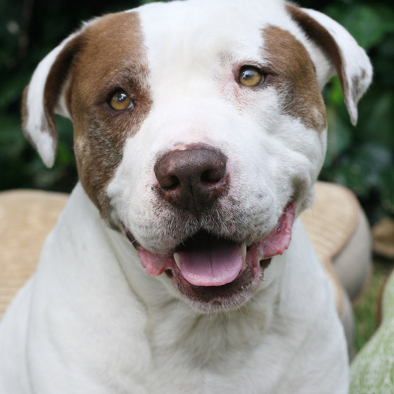 Photogenic Pitbull