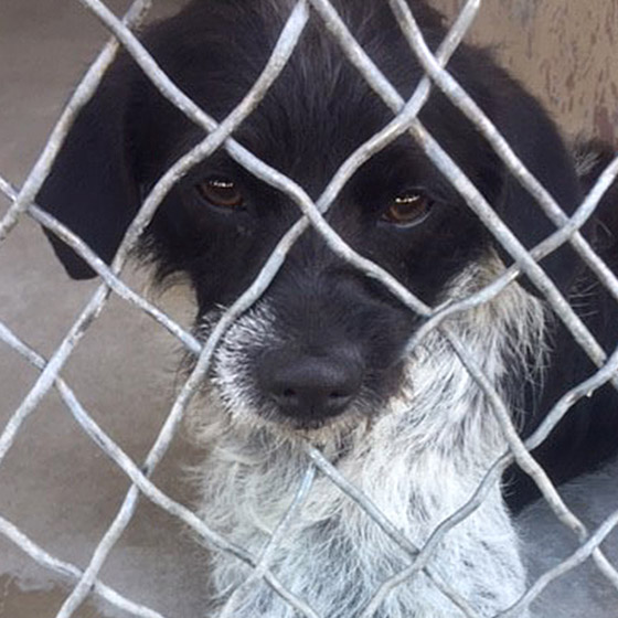 Dog with Snout Through Cage